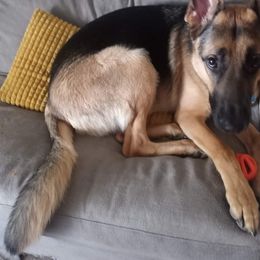 German Shepherd All Grown Up from Freiheit Von Himmel  Shepherds