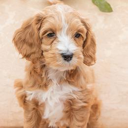 Ginger - Red Australian Labradoodle puppy in Statesville, North Carolina from Rose Cottage Labradoodles
