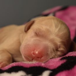 Dilute Retriever Puppies from Wicked Pines Retrievers