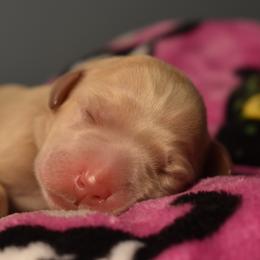 Dilute Retriever Puppies from Wicked Pines Retrievers
