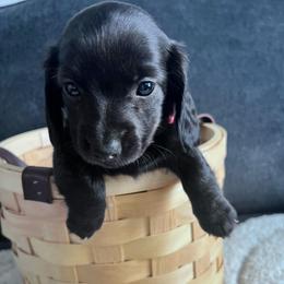 Dahlia - Black female Dachshund puppy in Ocala, Florida from Weenie Boops