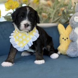Isabella - Tri-color female Bernedoodle puppy in Yuciapa, California from AlltheDoodlez_