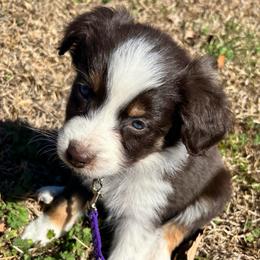Clarice - Red tri-color female Australian Shepherd puppy in Butler, Georgia from Aussies at Howling Hill Farm