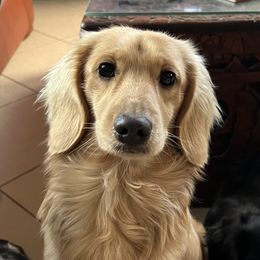 Zion - Dachshund