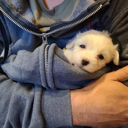 Coton de Tulear Puppies from Classy Cotons