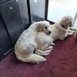 Golden Retriever Puppies from Triple D Ranch