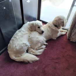 Golden Retriever Puppies from Triple D Ranch