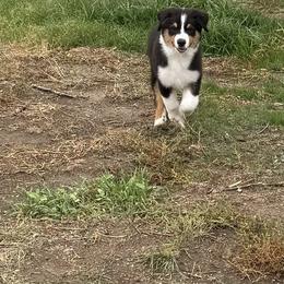Bohdi - Black tri-color male Australian Shepherd puppy in Wheatland, Wyoming from WyoWinds Australian Shepherds