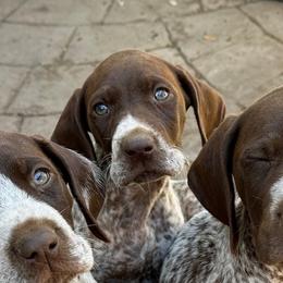 Capri - Liver and white female German Shorthaired Pointer puppy in Fairfield, California from Von Lahrheim Shorthairs & Ermali Chis