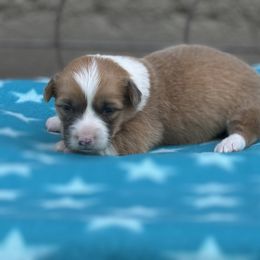 River - Sable male Pembroke Welsh Corgi puppy in Axtell, Nebraska from Lost Creek Corgis