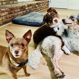 Australian Shepherd Puppies from Far Out Aussies