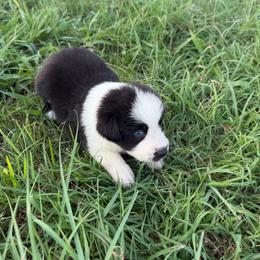 Black tri male 1 - Black tri-color male Australian Shepherd puppy in Hubbard, Texas from Poston Paddock Aussies LLC