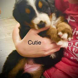 Cutie OFA - female Bernese Mountain Dog puppy in Strasburg, Ohio from Lois Allison