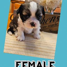 Girl 4 - Brindle and white female Shih Tzu puppy in Memphis, New York from Cross Lake King Cavs