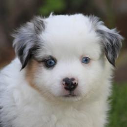 Rocky Road - Blue merle male Miniature American Shepherd puppy in South El Monte, California from Red Moon Mini Aussies