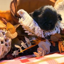 Binx - Black male Shih Tzu puppy in Tacoma, Washington from Alki Stars Shih Tzu