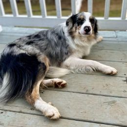 Falco - Blue merle Border Collie puppy in Leesburg, Virginia from Kuponya Kennels & Kids