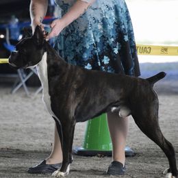 Boxer All Grown Up from Bluegrass Brawn Boxers