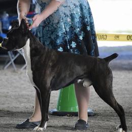 Boxer All Grown Up from Bluegrass Brawn Boxers