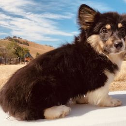 Pembroke Welsh Corgi Puppies from Boehm’s Pembroke corgis