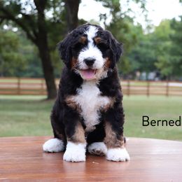 Bernedoodle Puppies from Bernedoodle Bliss