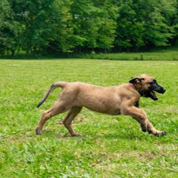 PINK - Fawn female Belgian Malinois puppy in Paragould, Arkansas from DANGER CLOSE MALINOIS