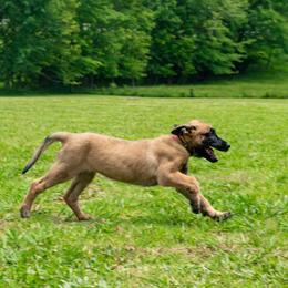PINK - Fawn female Belgian Malinois puppy in Paragould, Arkansas from DANGER CLOSE MALINOIS