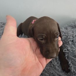 Girl 3 - Liver female German Shorthaired Pointer puppy in Turner, Maine from Dow Family