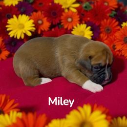 Miley (AKC) - Fawn female Boxer puppy in Galt, California from Black Dymond Boxers