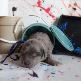 Sherwin - Dapple male Dachshund puppy in Pace, Florida from Shoebox Doxie’s