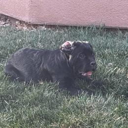 Cupid - Black female Cane Corso puppy in Utah from 3Lake Kennelz