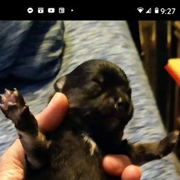 Pomeranian Puppies from Gigi’s Pocket Poms