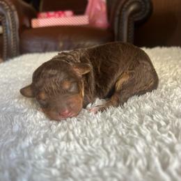 Snickers - Brown white and tan male Cockapoo puppy in Albany, Kentucky from Windy Pines Farm