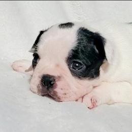 Deaf girl - Black and white female Boston Terrier puppy in Priest River, Idaho from Hoo Doo Boston Terriers of North Idaho
