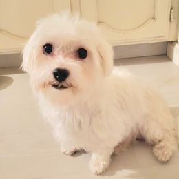 Maini - Maltese