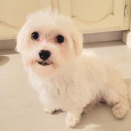 Maini - Maltese
