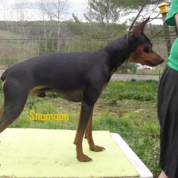 Rocky - Miniature Pinscher