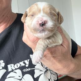 Cedar - Apricot male Goldendoodle puppy in Gilbert, Arizona from Doodle Bliss