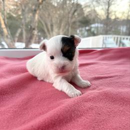 Carmella - Parti female Yorkshire Terrier puppy in Nesbit, Mississippi from Bluff City Yorkies
