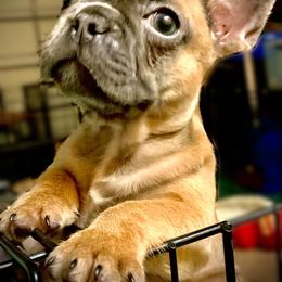 French Bulldog Puppies from Monarchy's Finest French Bulldogs