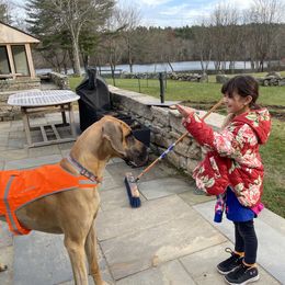 Great Dane Puppies from Paxton Great Danes