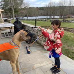 Great Dane Puppies from Paxton Great Danes