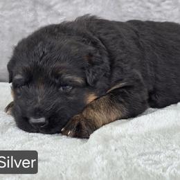 Silver Collar - Black and red female German Shepherd puppy in Sumner, Iowa from Vom Wilke Kennels
