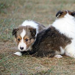Pomsky, Rottweiler, Shetland Sheepdog, and Toy Shetland Sheepdog Puppies from Mountain High Kennels