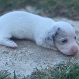Ckc blue and tan dapple piebald smooth coat - Piebald female Dachshund puppy in Anderson, California from Golden Paws Dachshunds