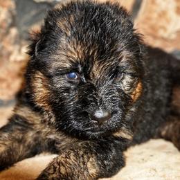 Orange Collar - Black and red male German Shepherd puppy in Howell, Michigan from Sheyenne’s Shepherds