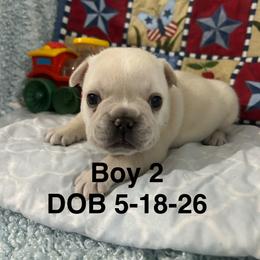 Boy 2 - Cream male French Bulldog puppy in Denison, Texas from Lovemyfrenchies – Stoddard Frenchbulldog's