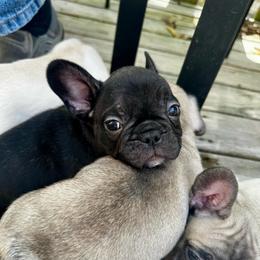 Adam - Brindle male French Bulldog puppy in Greenfield, Missouri from Hope Mountain French Bulldogs
