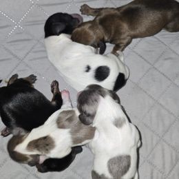 Dachshund puppies from Labor of Love