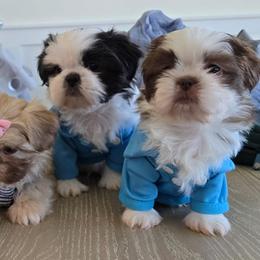 Shih Tzus from Santosh Abraham